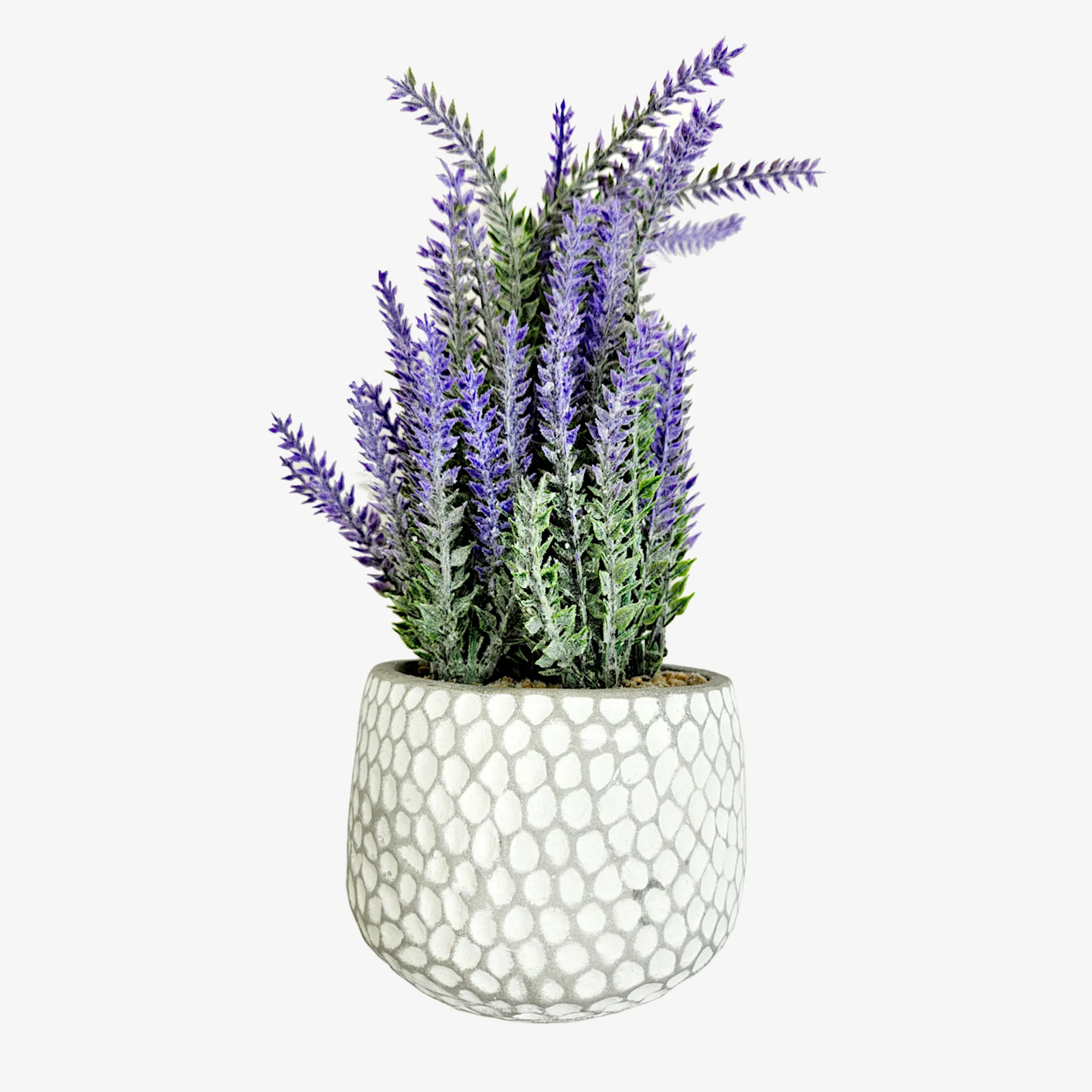 Lavender Potted Plant
