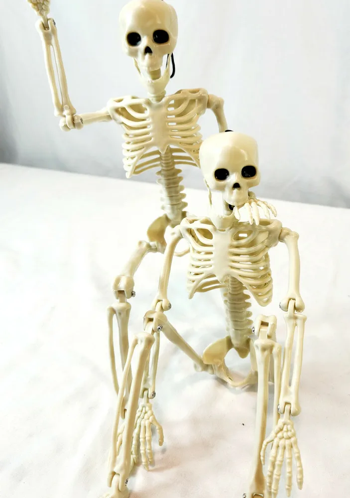 Posable Skeletons