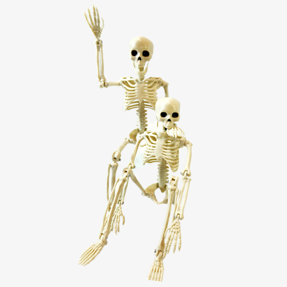 Posable Skeletons