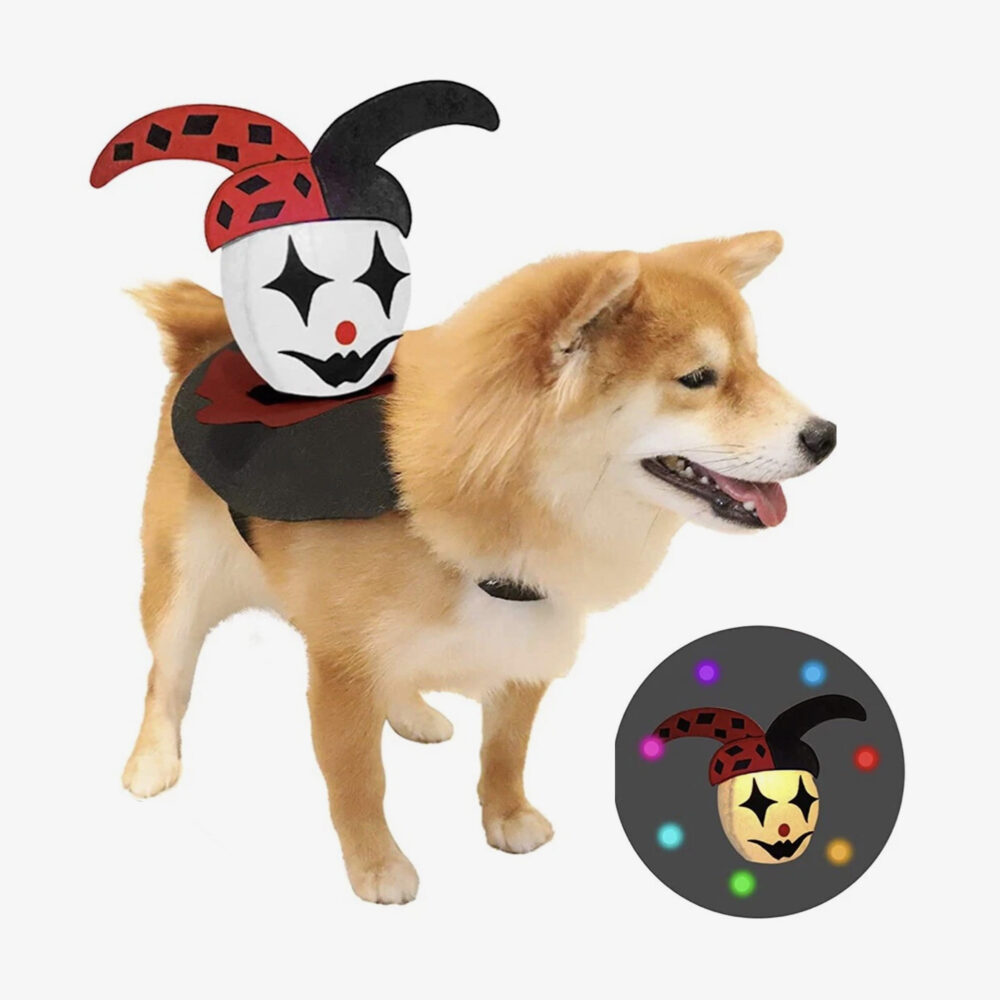 Halloween costume for dogs - jester