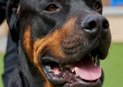 More Shelters Make Room for Four-Legged Friends