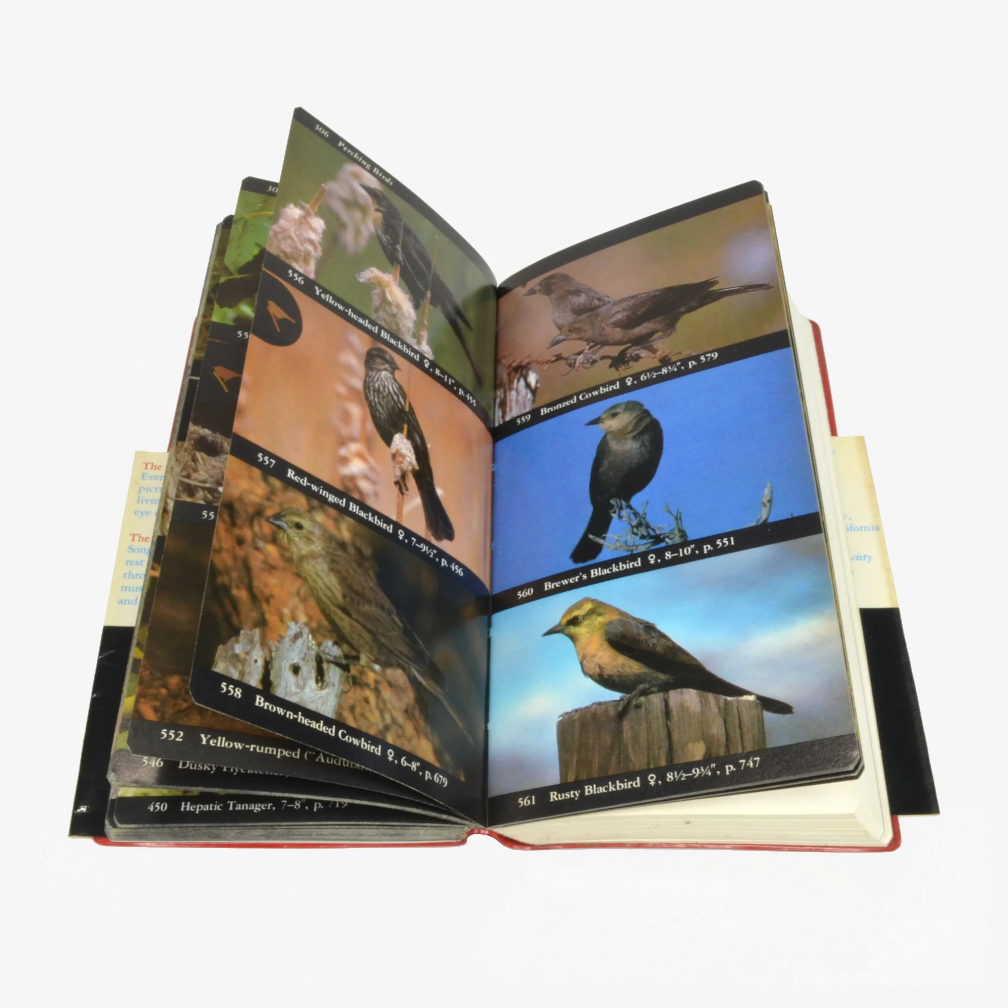 The Audubon Society Field Guide to North American Birds